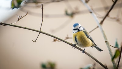Daytime perched on the branch of yellow, black and blue birds
